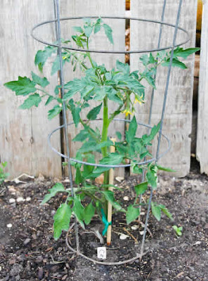 Celebrity Tomato Plant Healthy Tomato Plant