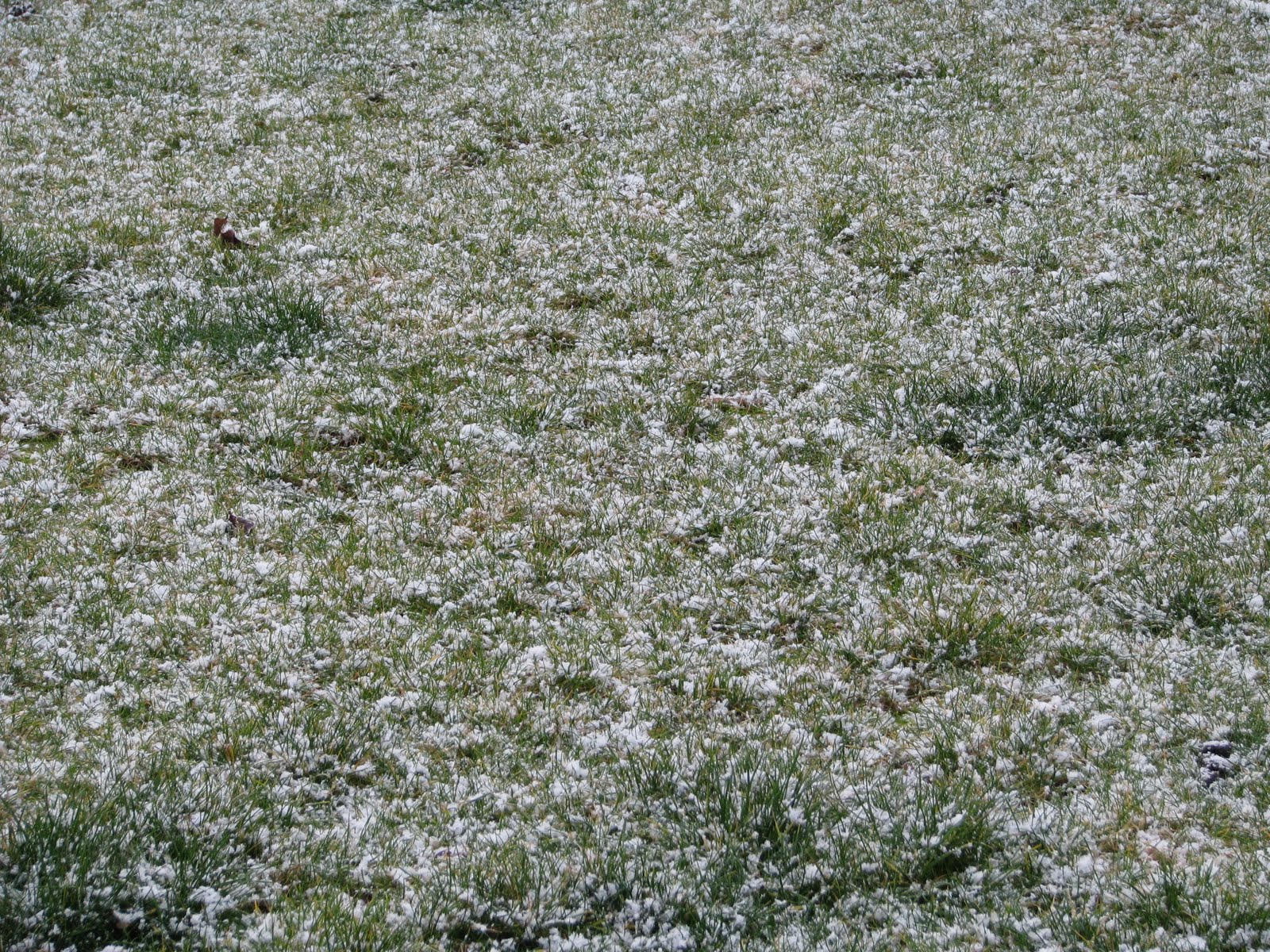 [IMG_4504.JPG]