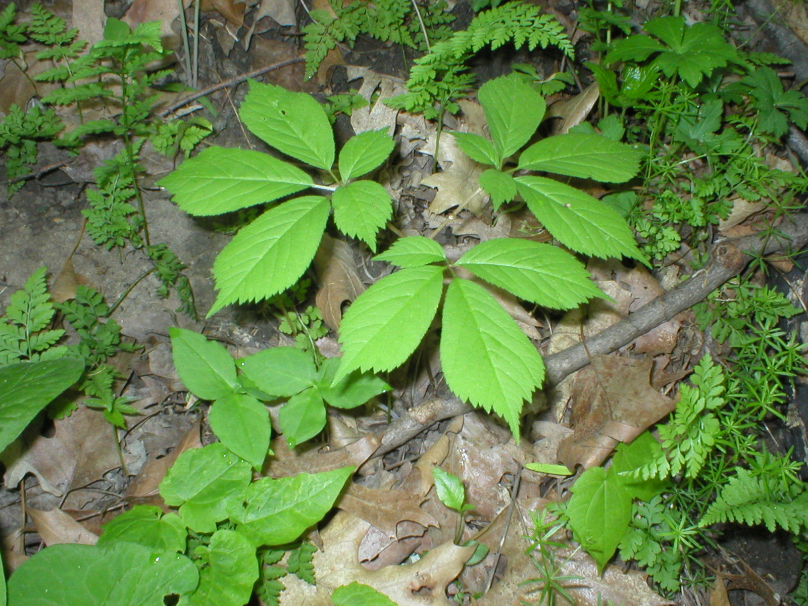 Ginseng Plant