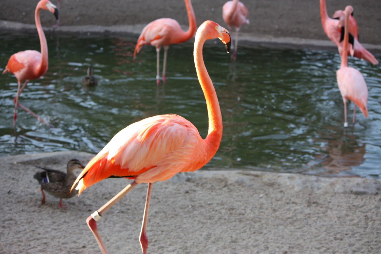 Fotografia- w każdej chwili...: Zdjęcia zwierząt w ZOO