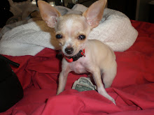 My teacup chihuahua (Rico) loves money