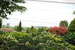 Rawlings Hosta Nursery, Ellisburg, NY