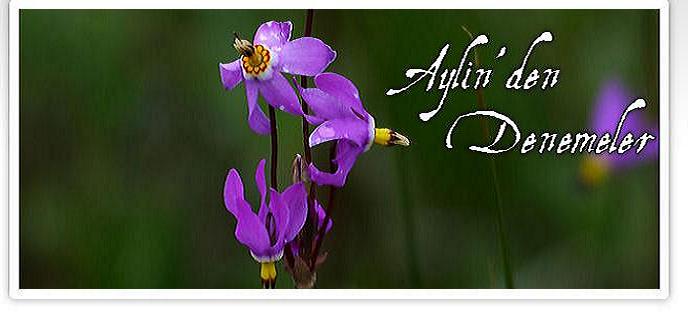 AYLİNDEN DENEMELER
