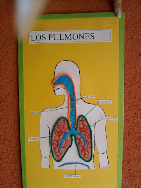 <em>Los pulmones</em>
