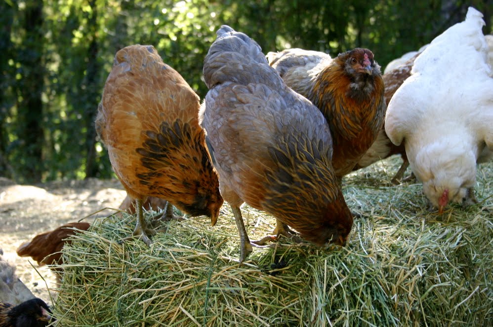 Seedyeggs Alfalfa, to Nourish and Entertain your Chickens