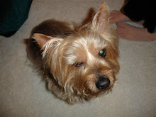 My High Maintenance Dog, Nikki