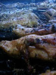 Chicken BBQ