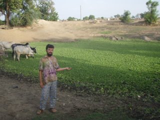 Cameron with the cows and crocodiles