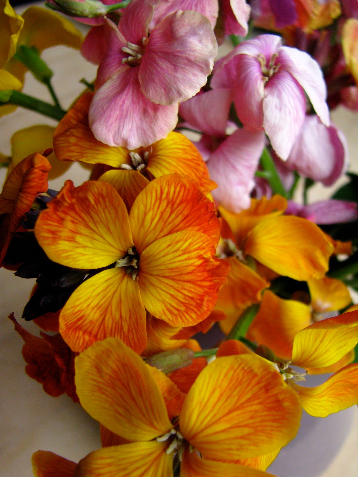 USEFUL or BEAUTIFUL The wallflower