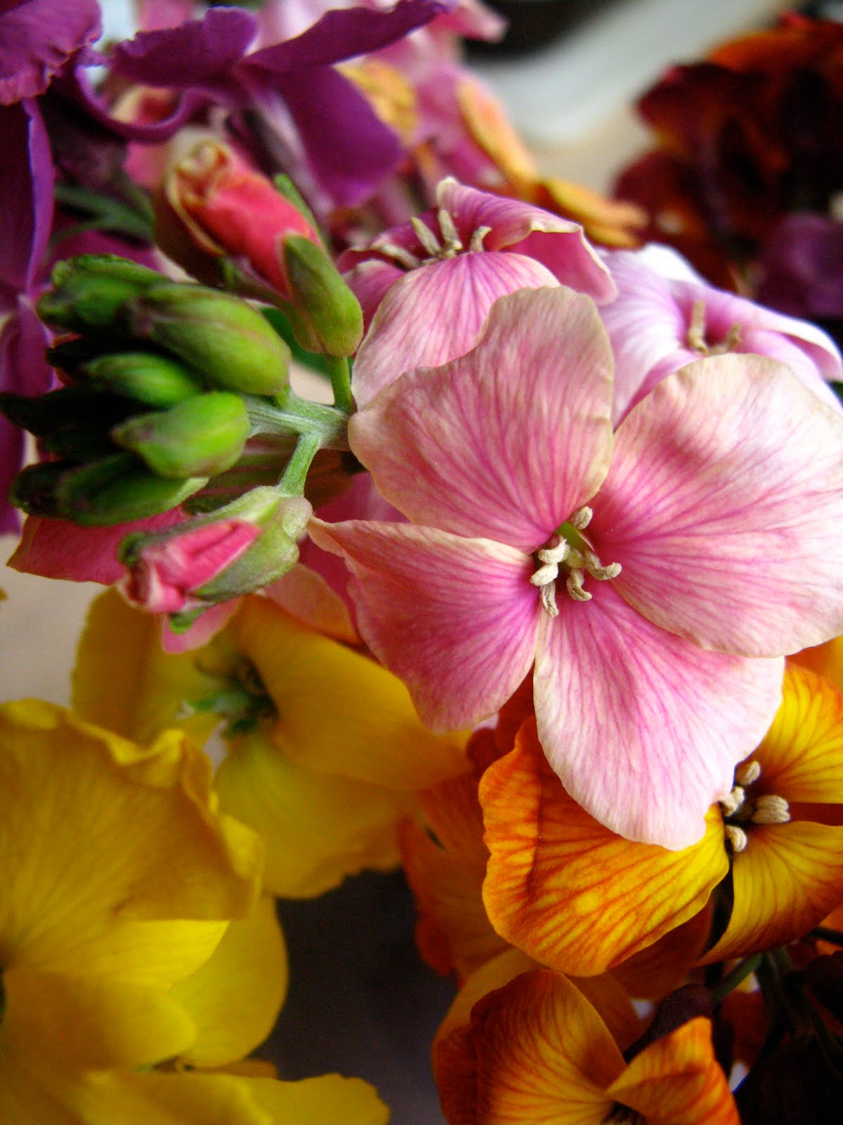 USEFUL or BEAUTIFUL The wallflower