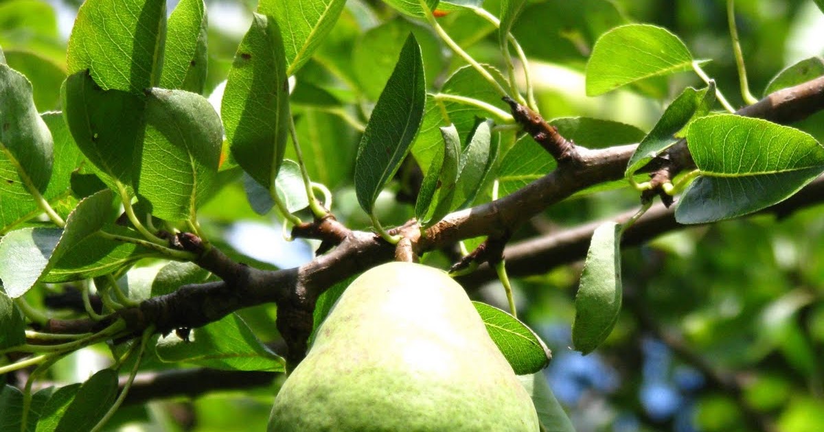 USEFUL or BEAUTIFUL Each peach, pear, plum