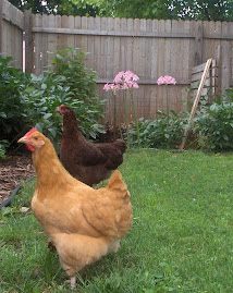 Honeysuckle Eggs for Sale