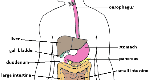 Cikgu Nurul's Blog: Digestion Process – Part 1