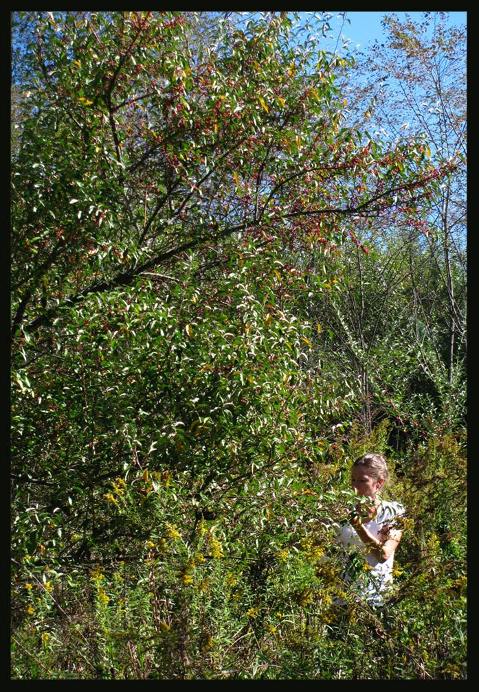 Blue Ridge Discovery Center blog Autumn Olive Fruit Leather