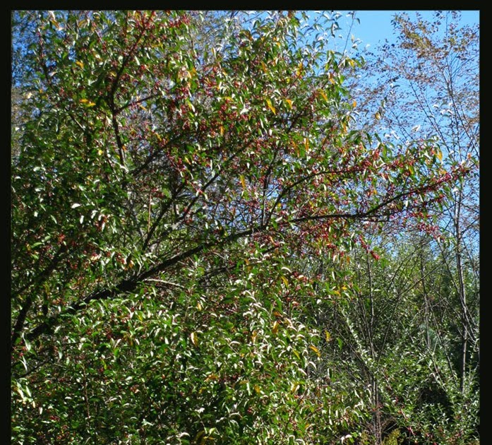 Blue Ridge Discovery Center blog Autumn Olive Fruit Leather