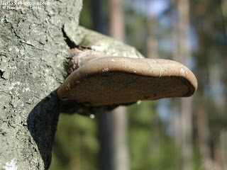 tickor på träd tickor på träd