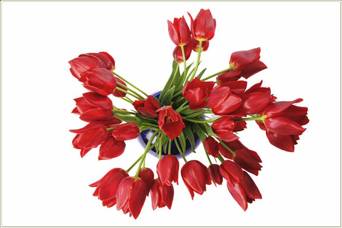 [Roses.jpeg]