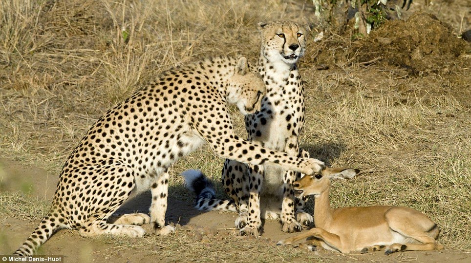 [No+claws+for+alarm:+Astonishingly,+these+cheetahs,+whose+instinct+is+to+hunt+for+food,+decide+to+play+with+this+baby+impala.jpeg]
