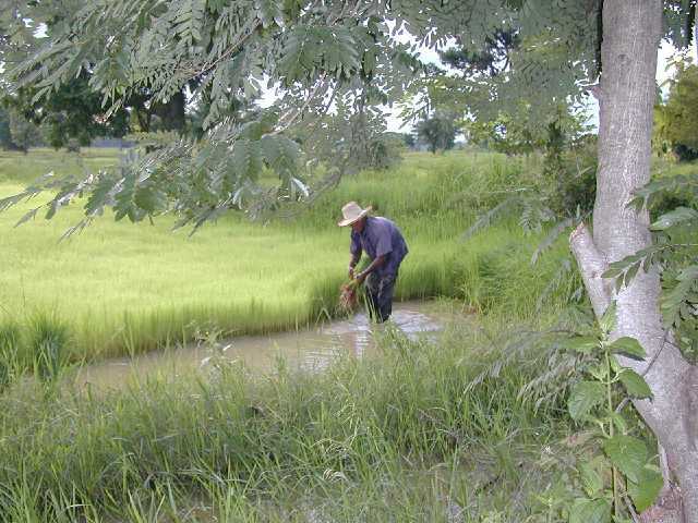 [Farmer-Planting+rice-2004-P1010011-jp-.jpg]