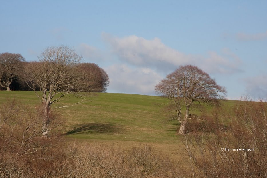 [bif+trees+.jpg]