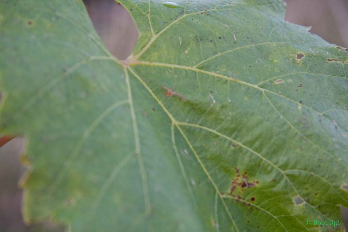 [vineleaf.jpg]