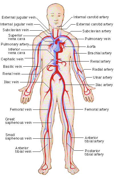 diagram of circulatory system for kids. kids. circulatory system