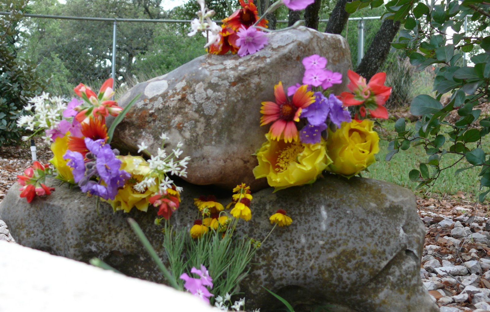 [All+Flowers+on+Rocks.JPG]