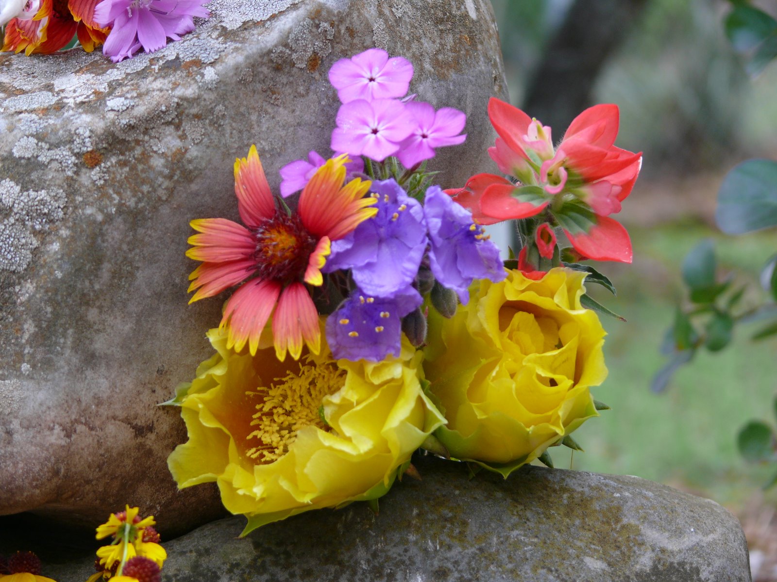 [Flowers+on+Rocks+2.JPG]