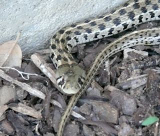 Checkered Garter Snake