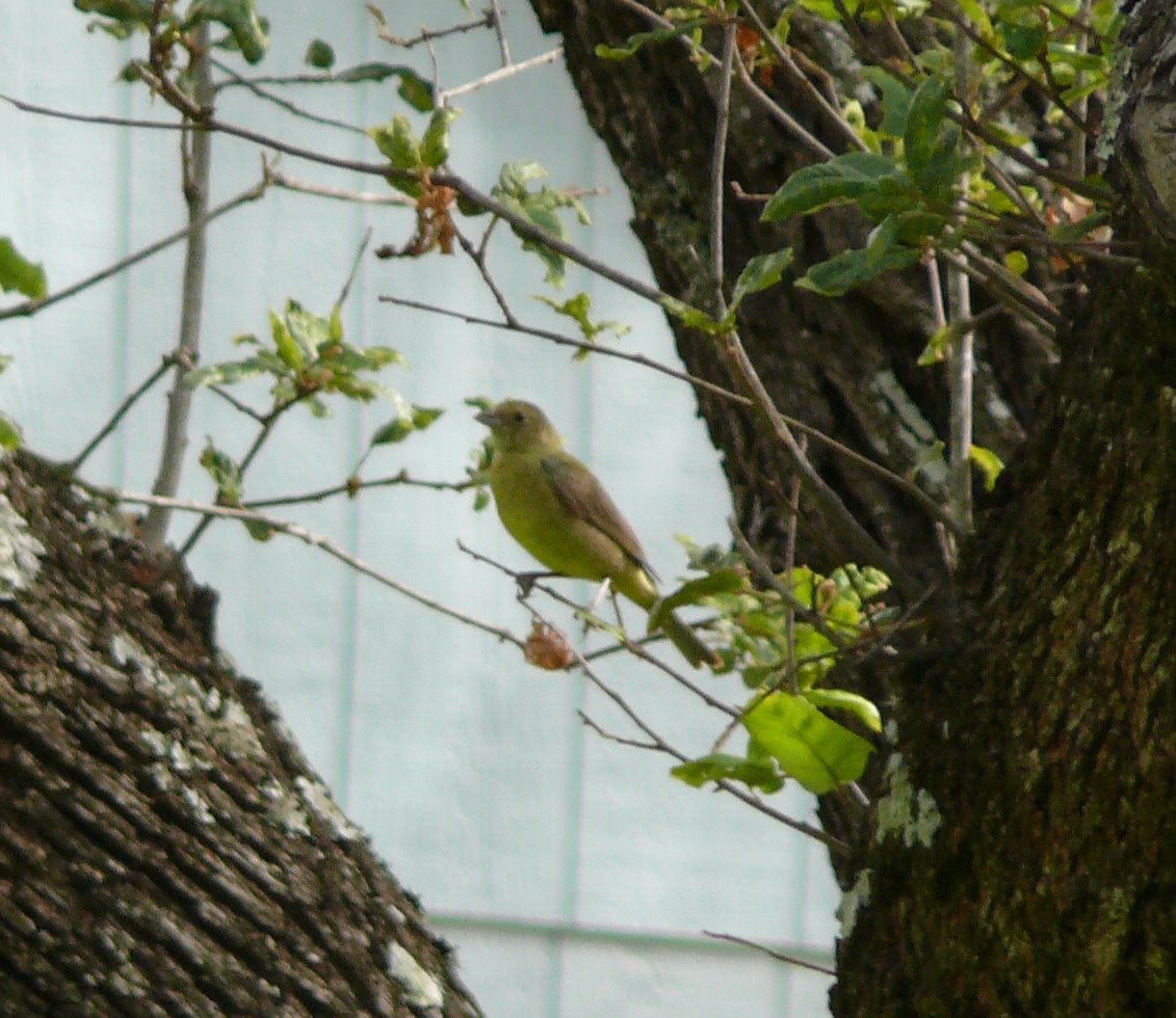 [Painted+Bunting+Female.JPG]