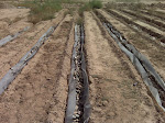 Round Pen Drainage Trenches