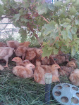 Freedom Ranger Chicks