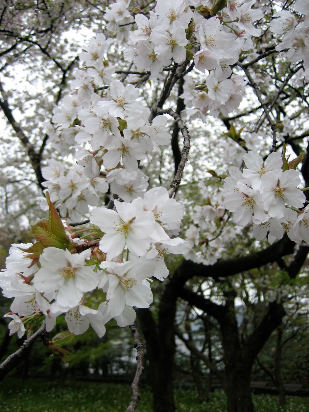 naraimasu: SAKURA