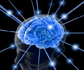20100906124255_brain.jpg