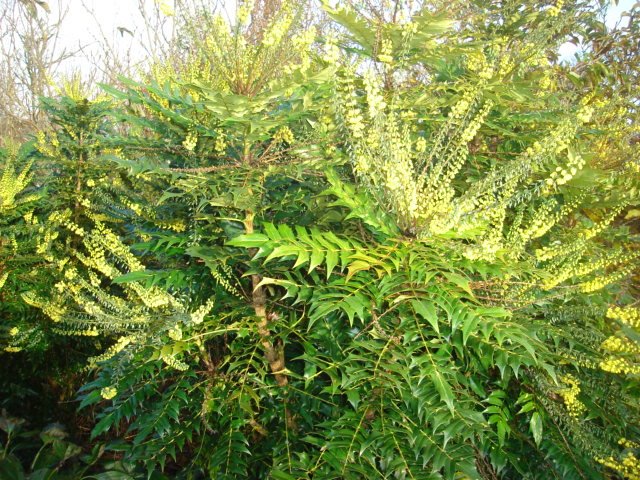 [DSC00667.JPG]