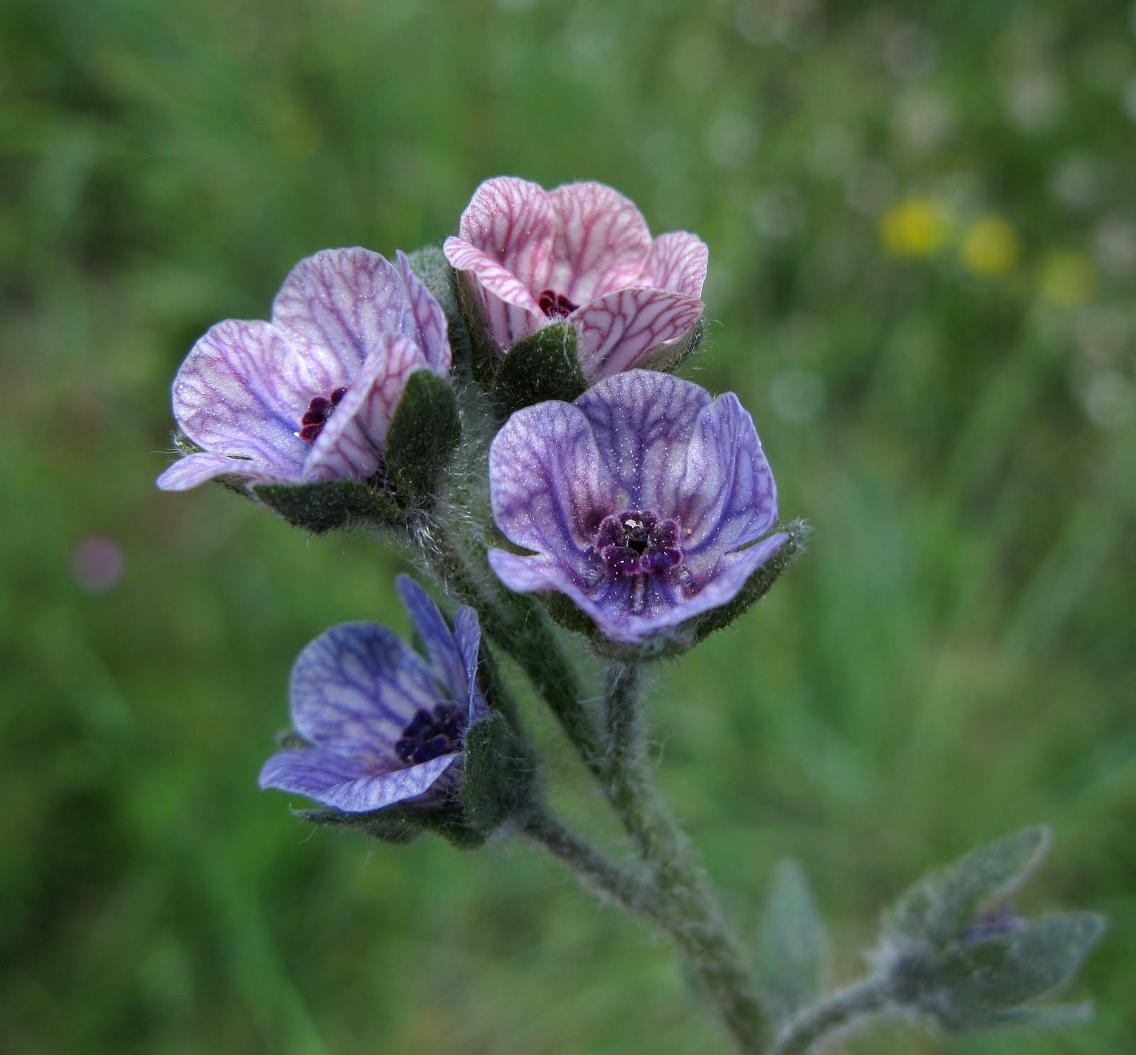 Flores y Palabras: Lengua de perro