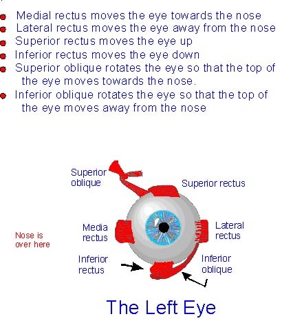 dewa-dony: Mata juling / Strabismus diagram of mri 