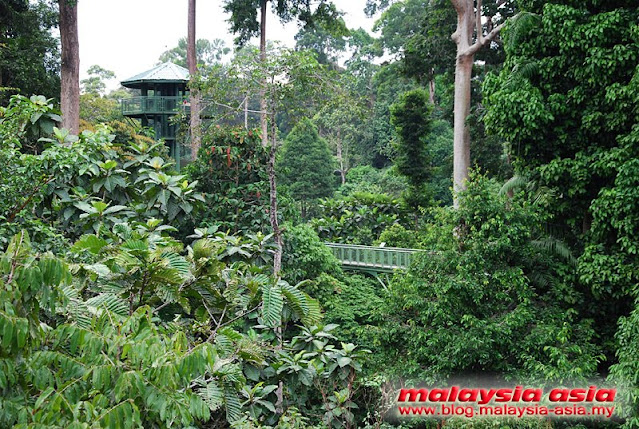 Canopy Walk at Rainforest Discovery Centre