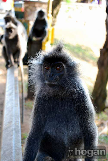 Silver Leaf Langur
