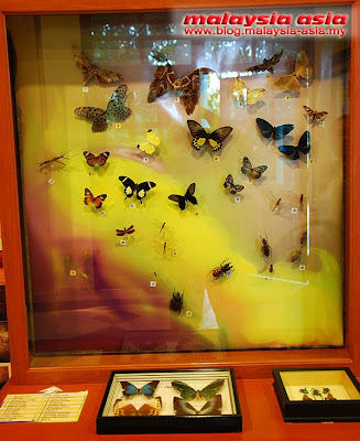 Sabah Butterfly Taxidermy