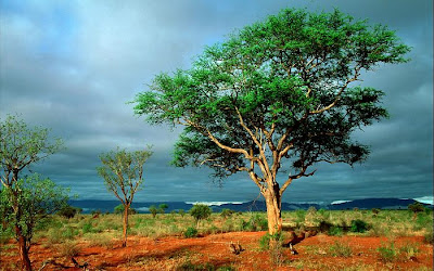 nature_photography_wallpaper_tree_photography nature_photography_wallpaper_tree_photography