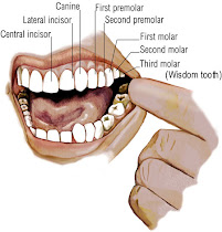 Name Of The Teeth