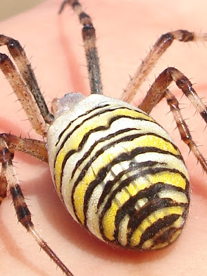 hand spider