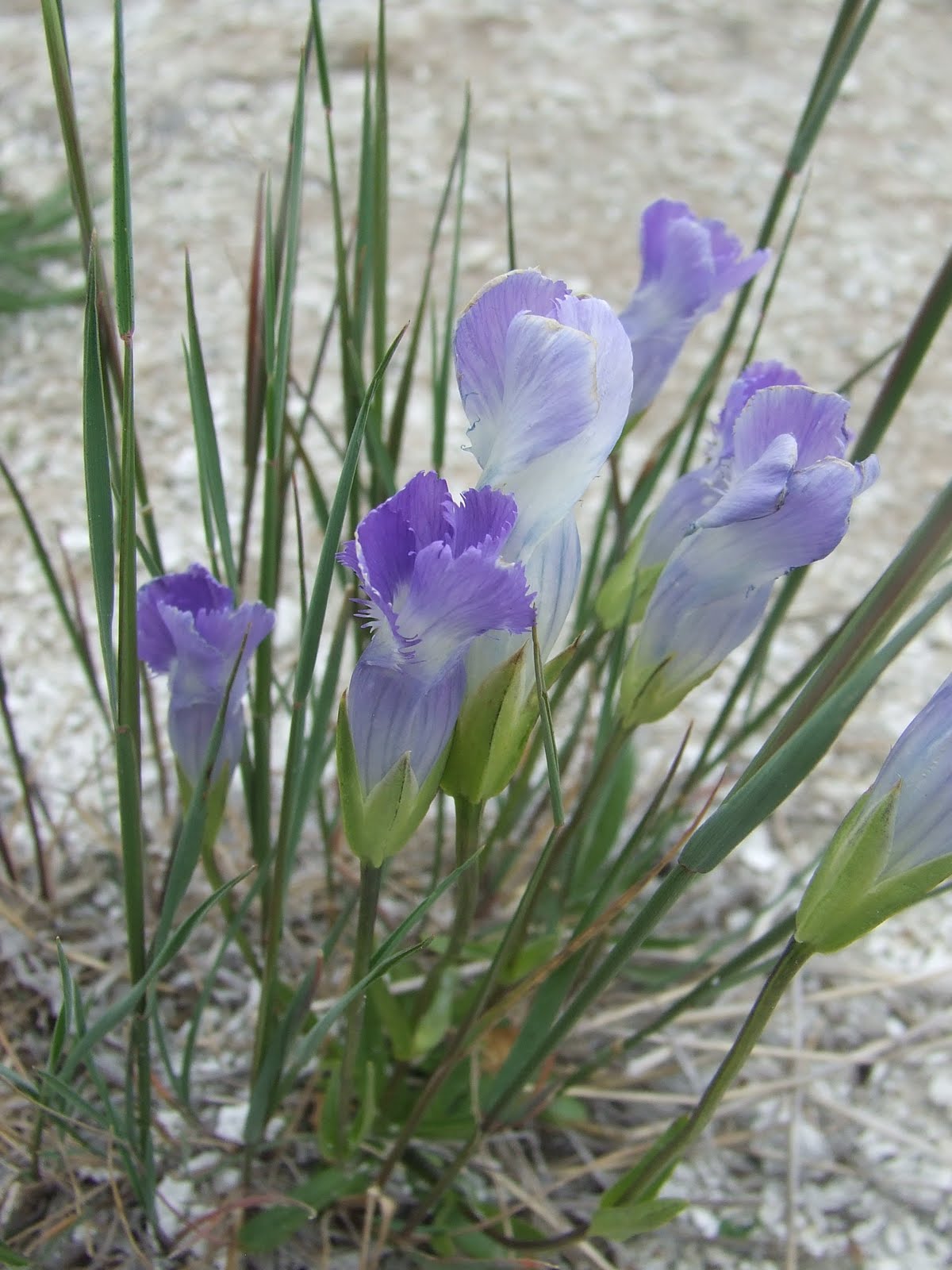 green grass growing yellowstone plants