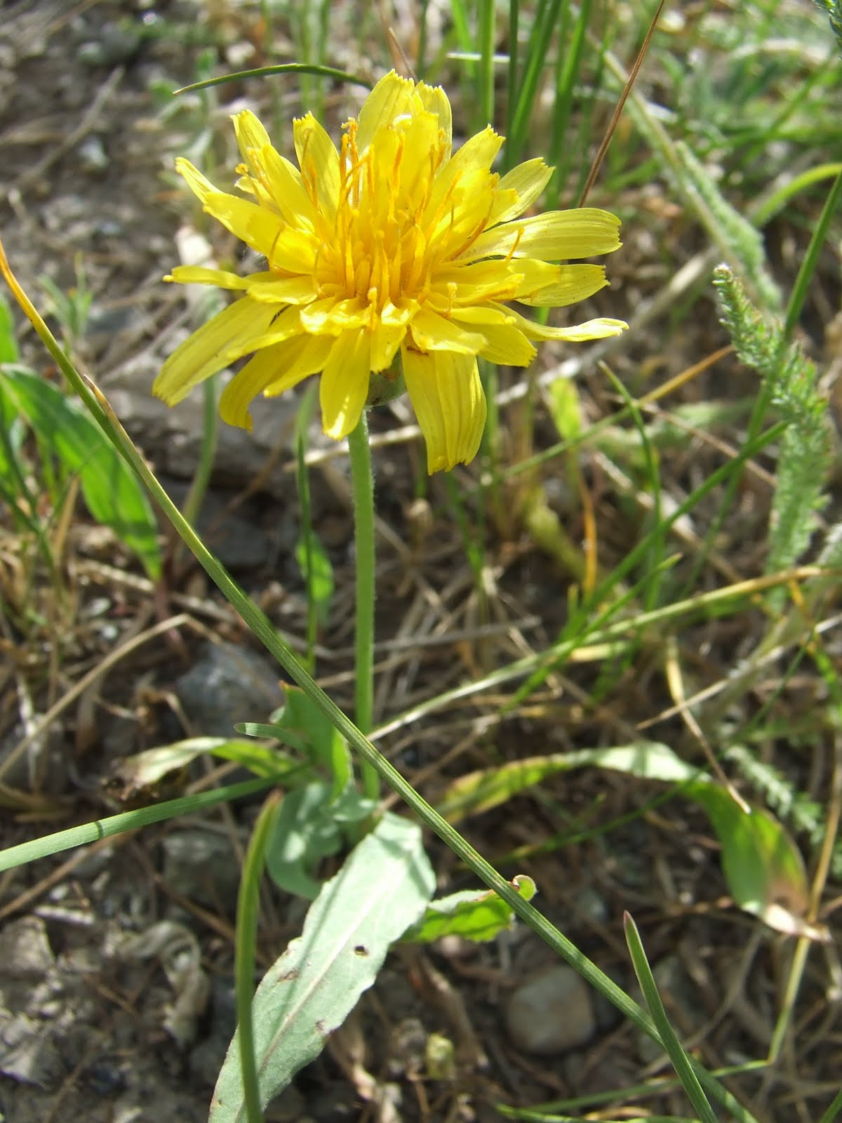 green grass growing yellowstone plants
