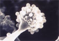 [Aspergillus+_sojae.jpg]