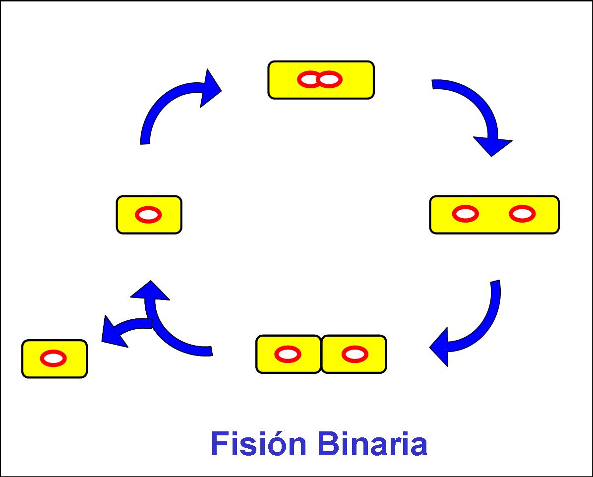 [fision­_binaria.jpg]