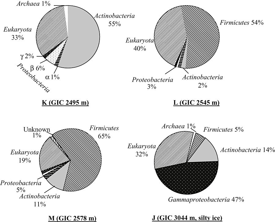 [microbios-hieloRNA.gif]