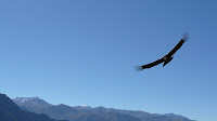 Andean Condor