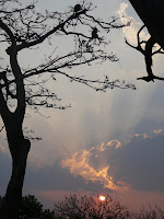 monkeys in the trees at dusk
